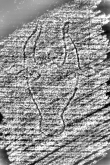 DE4440-701.216_186 - Typ:0 - ID: 119990 - Eintrag Nr.: 6 Wasserzeichen DE4440-701.216_186