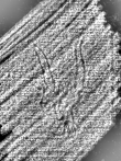 DE4440-701.230_86 - Typ:0 - ID: 120069 - Eintrag Nr.: 89 Wasserzeichen DE4440-701.230_86
