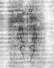 DE5580-2Incca506_b8 - Typ:0 - ID: 121610 - Eintrag Nr.: 96 Wasserzeichen DE5580-2Incca506_b8