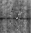 DE4815-DNB-L-WZ-0008621 - Typ:1 - ID: 121993 - Eintrag Nr.: 58 Wasserzeichen DE4815-DNB-L-WZ-0008621
