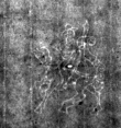 DE4815-DNB-L-WZ-0008623 - Typ:1 - ID: 121995 - Eintrag Nr.: 59 Wasserzeichen DE4815-DNB-L-WZ-0008623