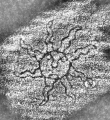 DE8280-Hs.176.1226_104 - Typ:0 - ID: 122436 - Eintrag Nr.: 2 Wasserzeichen DE8280-Hs.176.1226_104
