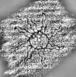 DE8280-Hs.176.1226_128 - Typ:0 - ID: 122439 - Eintrag Nr.: 1 Wasserzeichen DE8280-Hs.176.1226_128