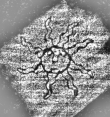 DE8280-Hs.176.1226_74 - Typ:0 - ID: 122486 - Eintrag Nr.: 3 Wasserzeichen DE8280-Hs.176.1226_74