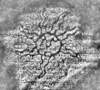 DE8280-Hs.176.1226_75 - Typ:0 - ID: 122489 - Eintrag Nr.: 2 Wasserzeichen DE8280-Hs.176.1226_75