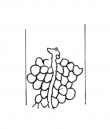 DE1935-Mscr_Dresd_K_316_171 - Typ:0 - ID: 123161 - Eintrag Nr.: 3 Wasserzeichen DE1935-Mscr_Dresd_K_316_171