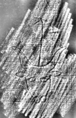 DE1185-S295_172 - Typ:0 - ID: 124446 - Eintrag Nr.: 11 Wasserzeichen DE1185-S295_172