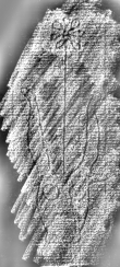 DE1185-S295_209 - Typ:0 - ID: 124456 - Eintrag Nr.: 3 Wasserzeichen DE1185-S295_209