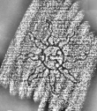 DE1185-S319_230 - Typ:0 - ID: 124973 - Eintrag Nr.: 7 Wasserzeichen DE1185-S319_230
