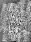 DE1185-S327_132 - Typ:0 - ID: 125172 - Eintrag Nr.: 92 Wasserzeichen DE1185-S327_132