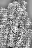 DE1185-S327_173 - Typ:0 - ID: 125187 - Eintrag Nr.: 25 Wasserzeichen DE1185-S327_173