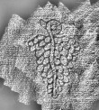 DE1185-S327_205 - Typ:0 - ID: 125196 - Eintrag Nr.: 27 Wasserzeichen DE1185-S327_205