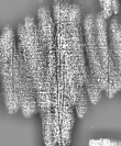 DE1185-S327_67 - Typ:0 - ID: 125263 - Eintrag Nr.: 141 Wasserzeichen DE1185-S327_67