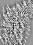 Wasserzeichen DE3315-GMLI.E.118._3