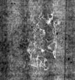 DE4815-DNB-L-WZ-0010002 - Typ:1 - ID: 125500 - Eintrag Nr.: 5 Wasserzeichen DE4815-DNB-L-WZ-0010002