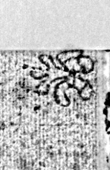 Wasserzeichen DE0960-N.Mus.ms.175_88