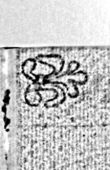 Wasserzeichen DE0960-N.Mus.ms.175_89