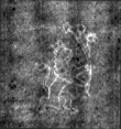 DE4815-DNB-L-WZ-0010005 - Typ:1 - ID: 125519 - Eintrag Nr.: 10 Wasserzeichen DE4815-DNB-L-WZ-0010005