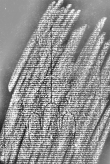 DE1185-S594_234 - Typ:0 - ID: 125862 - Eintrag Nr.: 153 Wasserzeichen DE1185-S594_234