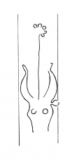 DE4860-Ms950_179 - Typ:0 - ID: 128188 - Eintrag Nr.: 9 Wasserzeichen DE4860-Ms950_179