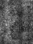 Wasserzeichen DE4815-DNB-L-WZ-0012681