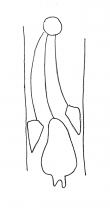 DE4860-Rep_I_44b_202 - Typ:0 - ID: 130826 - Eintrag Nr.: 5 Wasserzeichen DE4860-Rep_I_44b_202