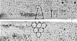 Wasserzeichen DE0960-Cherubini151_63