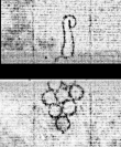 Wasserzeichen DE0960-Cherubini124_8r