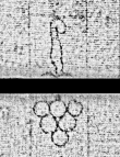 Wasserzeichen DE0960-Cherubini124_23r