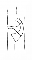 Wasserzeichen DE8100-CodTheol2158a_125