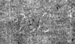 Wasserzeichen DE4815-DNB-L-WZ-0015202