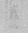 Wasserzeichen DE0960-MüllerCG72M_1v