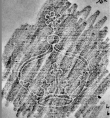 DE0960-Mlf293_15 - Typ:0 - ID: 138046 - Eintrag Nr.: 23 Wasserzeichen DE0960-Mlf293_15