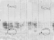 Wasserzeichen DE0960-Chelard4N_1