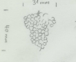 Wasserzeichen DE5580-Rar124_68