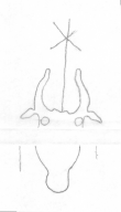 DE5580-Clm14594_13/16 - Typ:0 - ID: 139994 - Eintrag Nr.: 114 Wasserzeichen DE5580-Clm14594_13/16