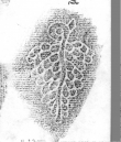 DE5580-Clm6502_151 - Typ:0 - ID: 140928 - Eintrag Nr.: 23 Wasserzeichen DE5580-Clm6502_151