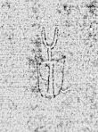 DE0960-BachP330_5 - Typ:0 - ID: 141035 - Eintrag Nr.: 66 Wasserzeichen DE0960-BachP330_5