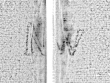 Wasserzeichen DE0960-Rolle2_2_54