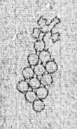 Wasserzeichen DE0960-RiesF96N_3