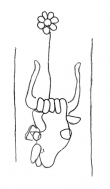 DE1935-Mscr.Dresd.M.26_265 - Typ:0 - ID: 142917 - Eintrag Nr.: 9 Wasserzeichen DE1935-Mscr.Dresd.M.26_265