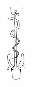 DE8100-CodTheol2251_124 - Typ:0 - ID: 142968 - Eintrag Nr.: 170 Wasserzeichen DE8100-CodTheol2251_124