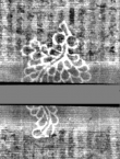 Wasserzeichen DE3270-theol200_255