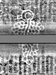 Wasserzeichen DE3270-theol200_240