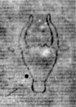 DE5580-Clm6507_18 - Typ:0 - ID: 144695 - Eintrag Nr.: 2 Wasserzeichen DE5580-Clm6507_18