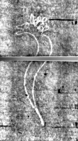DE3270-histnat51_217 - Typ:0 - ID: 145734 - Eintrag Nr.: 194 Wasserzeichen DE3270-histnat51_217