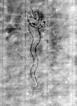DE5580-Musms79_222 - Typ:0 - ID: 147744 - Eintrag Nr.: 76 Wasserzeichen DE5580-Musms79_222