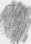 DE2130-B125_3 - Typ:0 - ID: 147902 - Eintrag Nr.: 11 Wasserzeichen DE2130-B125_3