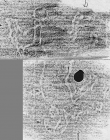DE2130-B39_105 - Typ:0 - ID: 148047 - Eintrag Nr.: 9 Wasserzeichen DE2130-B39_105