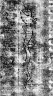 DE5580-Musms71_117 - Typ:0 - ID: 148965 - Eintrag Nr.: 86 Wasserzeichen DE5580-Musms71_117
